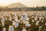 Pristine white Suvin Gold cotton bolls opening on a plant in sun-drenched Tamil Nadu fields, showcasing the ultra-fine extra-long staple fibers